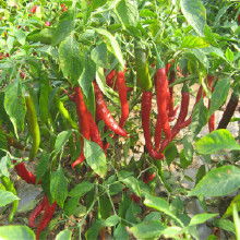 農(nóng)副產(chǎn)品加工批發(fā)產(chǎn)業(yè)鏈解析 價格、渠道與廠家選擇