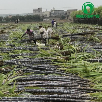 廣西黑皮甘蔗基地—南桂農(nóng)副產(chǎn)品經(jīng)營部 優(yōu)質(zhì)甘蔗批發(fā)，價格實惠