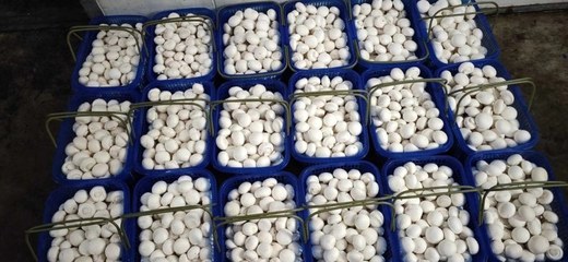 甘肅臨澤雙孢菇 戈壁灘上的白色珍珠，產(chǎn)地批發(fā)價3.80元/斤